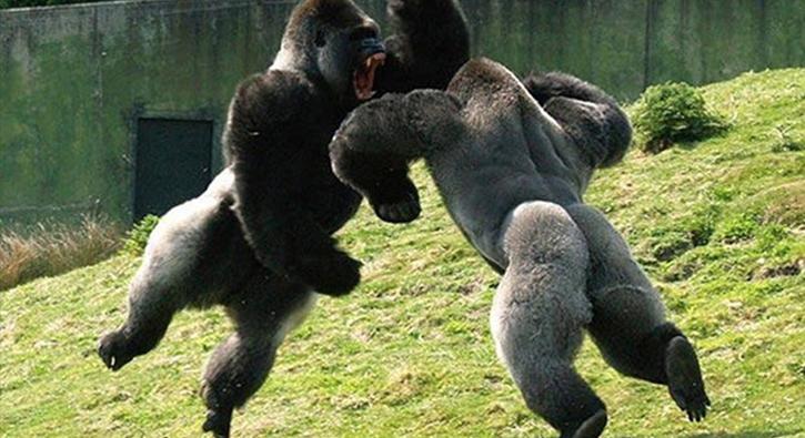 Gorillerin yumruklu kavgası kamerada