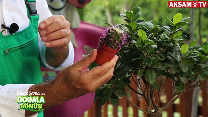 Bitkilere Bunları Yapmayın! İşte Doğru Bilinen Yanlışlar... | #DoğalaDönüş
