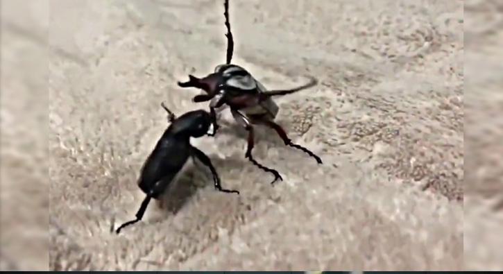 Rakibini evire çevire böyle dövdü