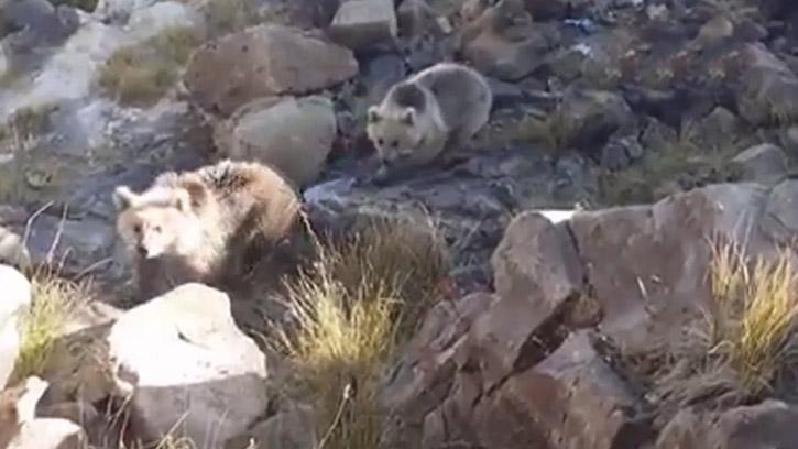 Vatandaştan Ayıya: 'Gelme Oğlum, Git Git'
