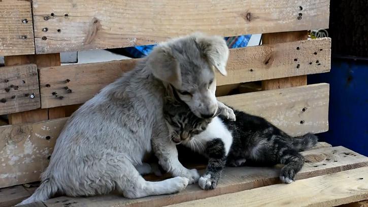 Sürekli Didişen Yavrular: Hüsnü ile Hüsniye 