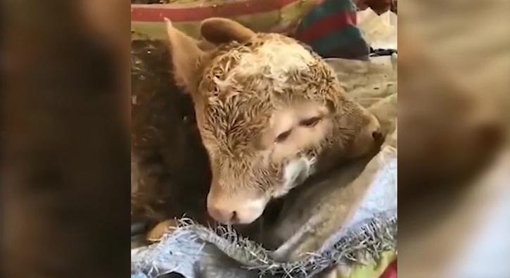 Çift başlı doğdu görenler hayrete düştü