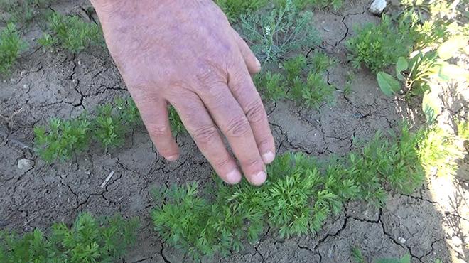 Manisa'nın yeni geçim kaynağı! Kilosu 120 lira...