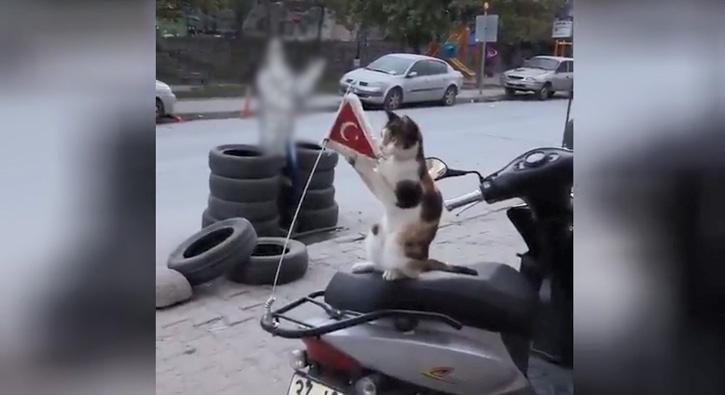 Kedinin bayrak sevgisi rekor kırdı