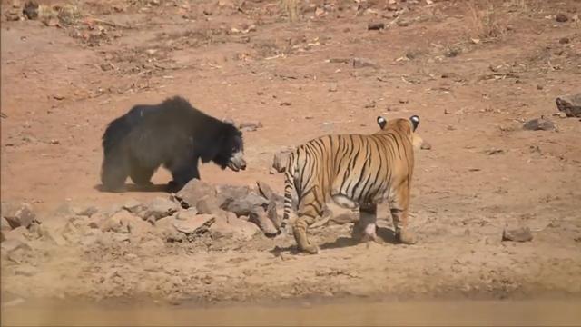 Kaplan ve ayının inanılmaz kapışması