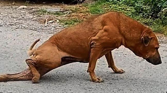 Mama İçin Dilenci Numarası Yapıyor