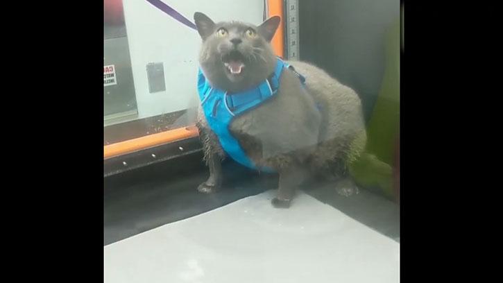 Obez Kedinin Egzersiz Videoları İzlenme Rekorları Kırıyor! 