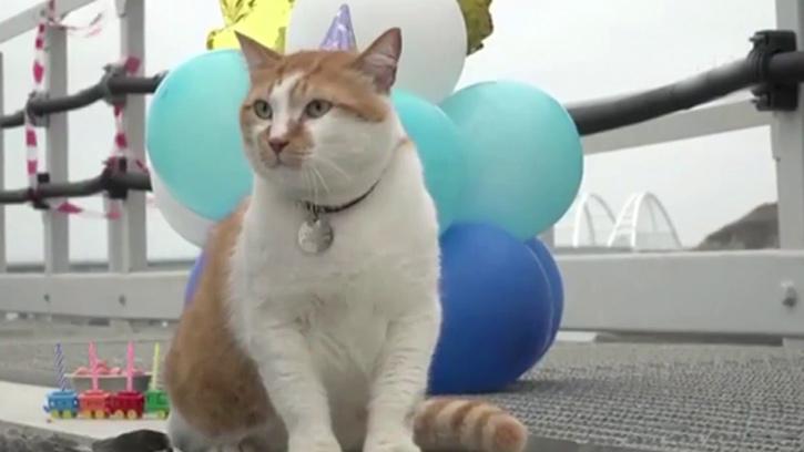 Kırım Köprüsü'nün Maskotu Kediye Doğum Günü Sürprizi