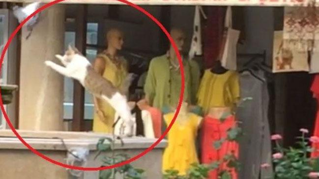 Kuşu Yakalamaya Çalışan Kedi Havuza Böyle Düştü