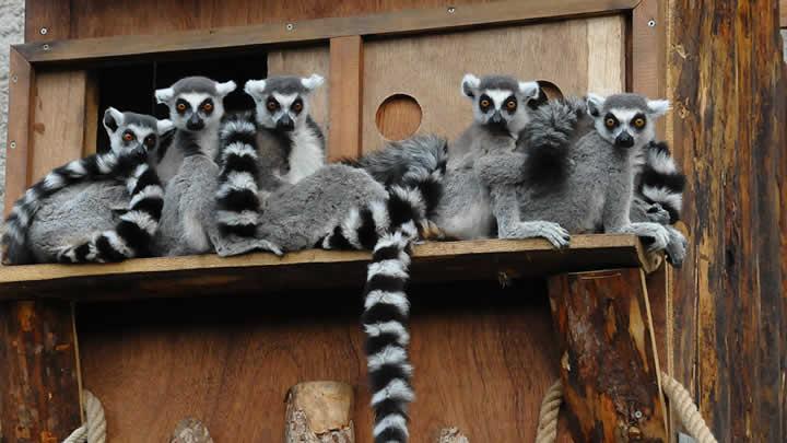 Lemur ailesinin nfusu artyor