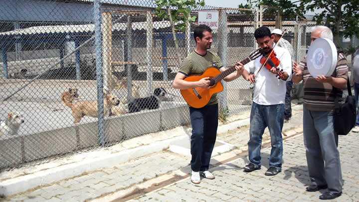 Kpekler mzisyen oldu