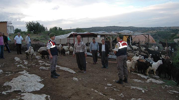 Mersin'de hayvan hrszl operasyonu