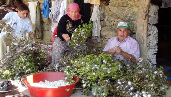 Kozada hasat mevsimi 