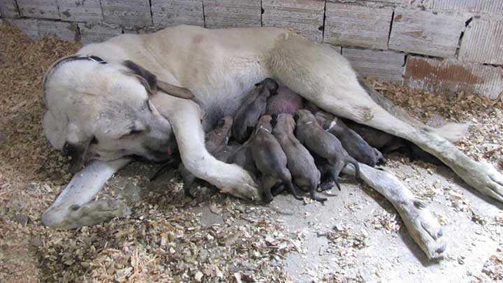 Kangal kpei 20 yavru dourdu
