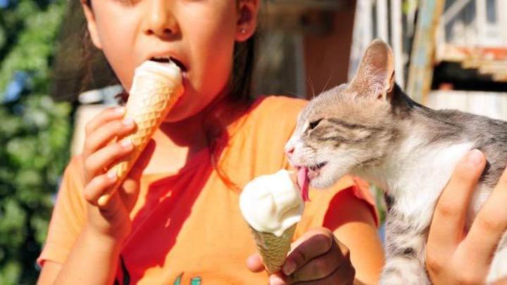 Sicaktan Bunalan Kediye Dondurma