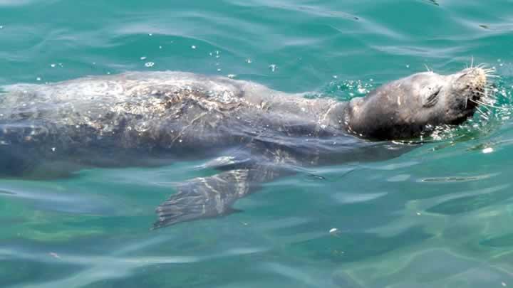 Alanya'da fok bal grenleri neelendirdi