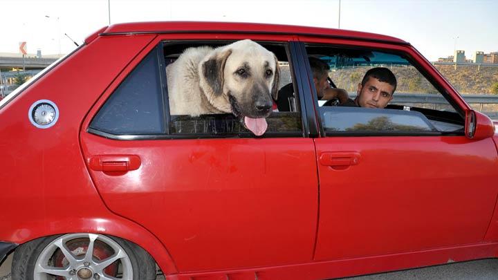 Otomobildeki 'kangal'