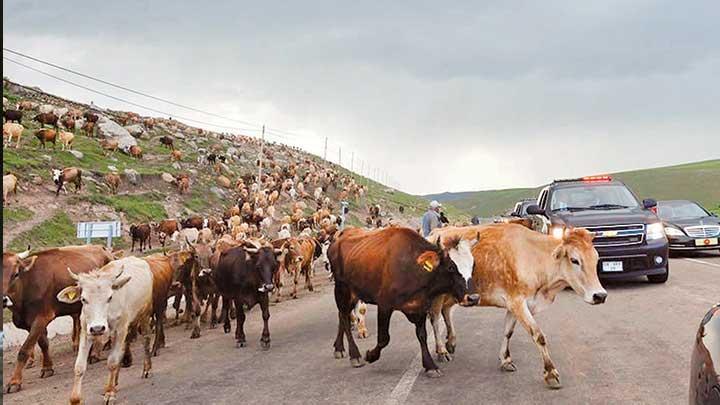 Mahkeme yol kesen inekleri affetti!