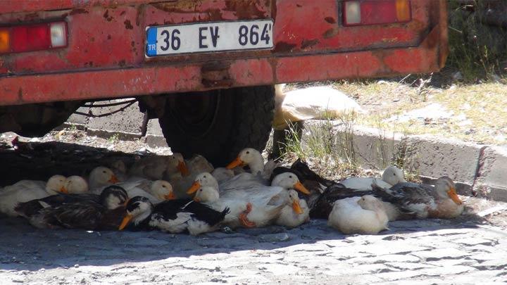 Gneten korunmaya alyorlar