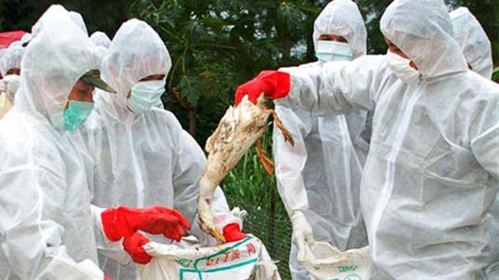 in'de yeniden H7N9 tehlikesi