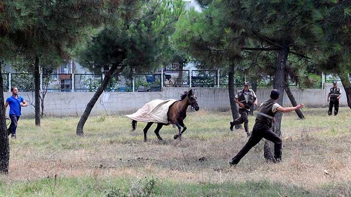 Mahallede at toplama operasyonu