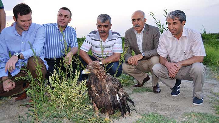 Idr'da tedavi edilen kartal doaya brakld