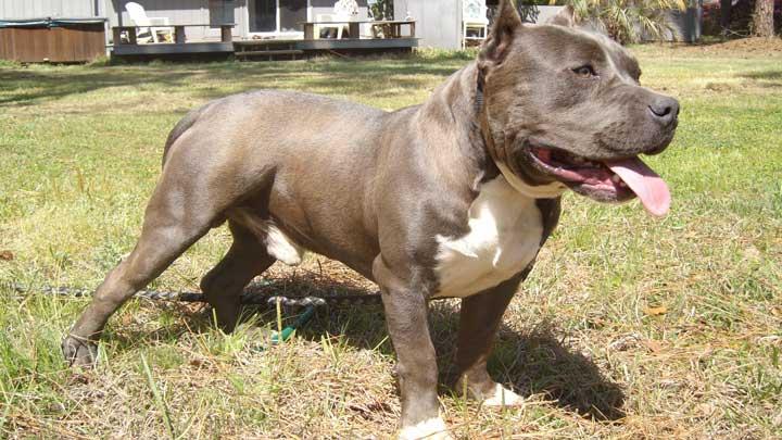 Pitbull Cetesine Baskin 367 Kopek Kurtarildi