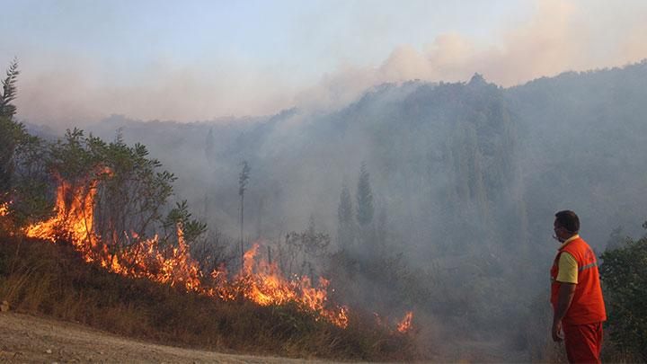 Sakarya'da orman yangn