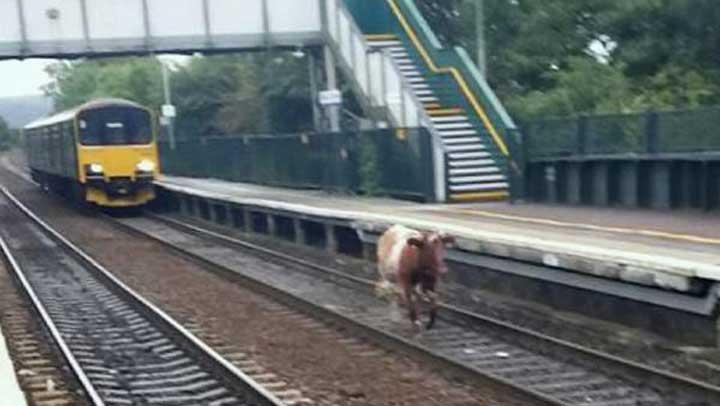 ngiltere'de raylarda yryen inek tren seferlerini aksatt