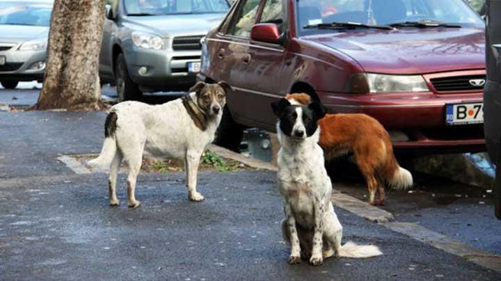 Romanya'da sokak kpeklerini itlaf yasasna onay