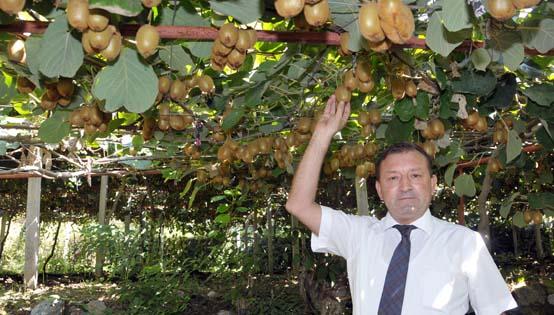 Kivi retiminin kalbi Alanya'da atyor