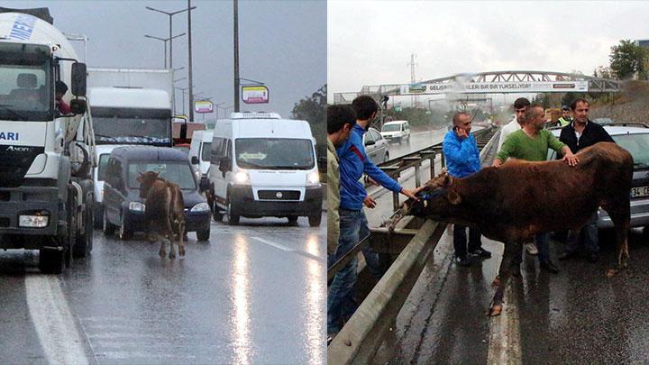 Kurban pazarndan boa kat