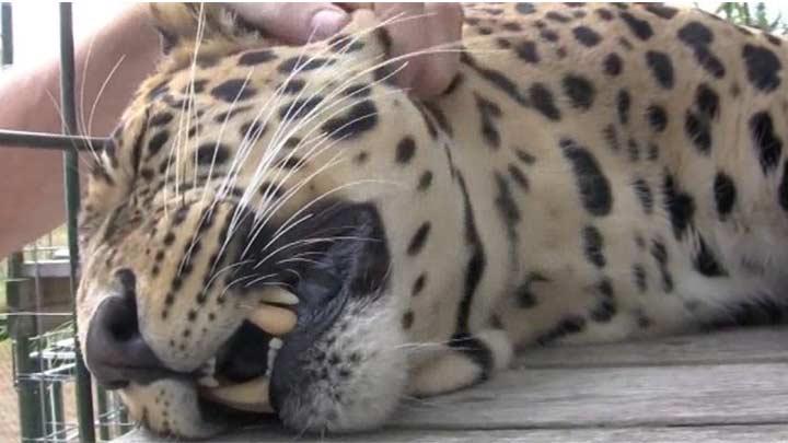 Kedi sever gibi leopar sevdi 