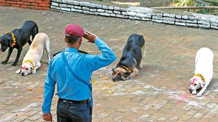 in katletti, Nepalsaygduruunda bulundu!