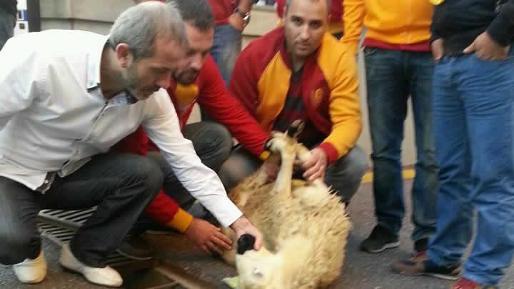 (Fenerbahe-Galatasaray) Galatasaray taraftar kurban kesti