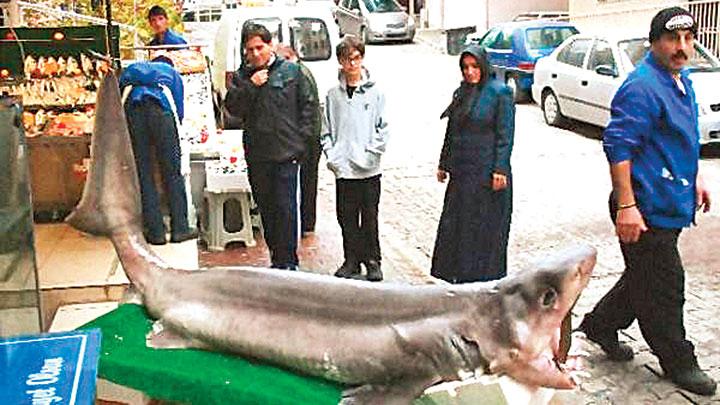 Marmara Denizinden 400 kiloluk kpekbal kt