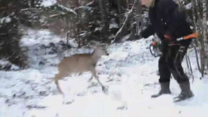 Yavru geyik aa katliamna izin vermedi