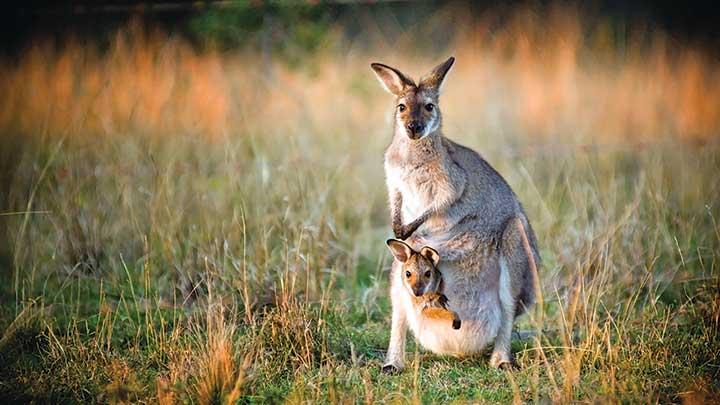 Avustralya'nn ihracat kanguruyla zplayacak 