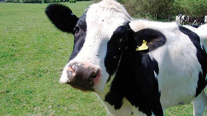 Trkiye'nin 'Holstein'leri Azerbaycan'a satlacak