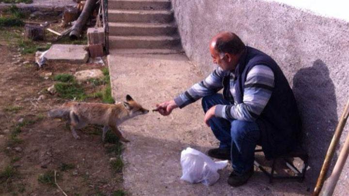 Bu tilki grenleri artyor