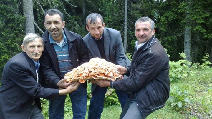 Giresun'da 'kuzu' gibi mantar