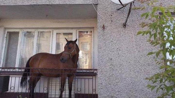 Bu atn balkonda ne ii var"