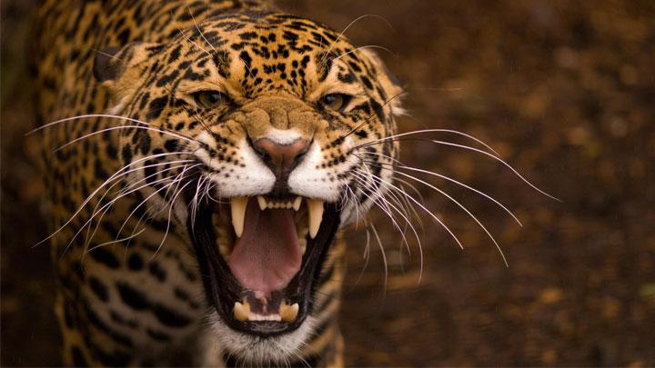 Bulgaristanda jaguar hayvanat bahesinden kat