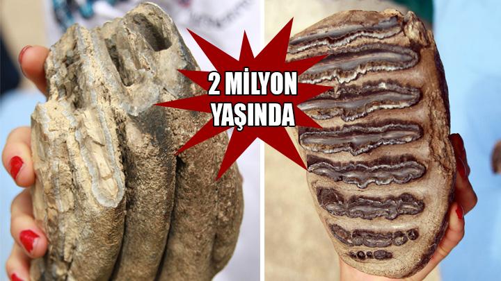 Samsunda bulunan mamut fosili 2 milyon yanda kt