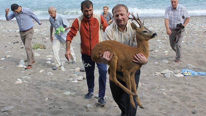 Denizden karaca kardlar!