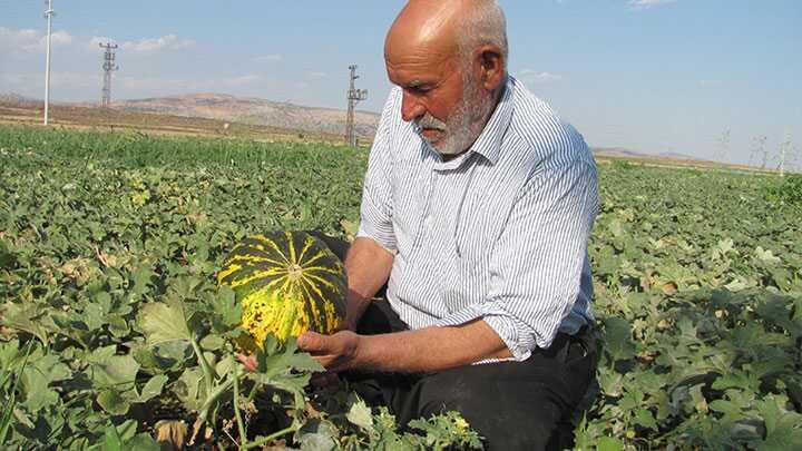 Araban kavunu, reticisini sevindiriyor