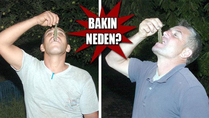 Canl canl balk yiyorlar! Bakn neden"