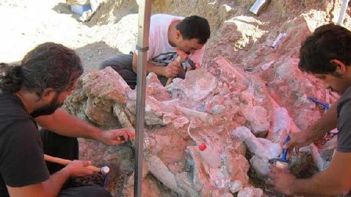 orum'da dev gergedan fosili bulundu!