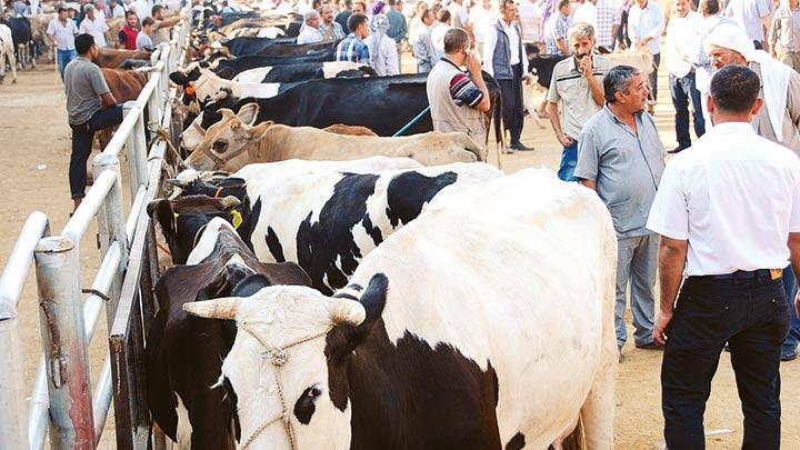 Kurban alan m Boaz'da yal m kiralyoruz"