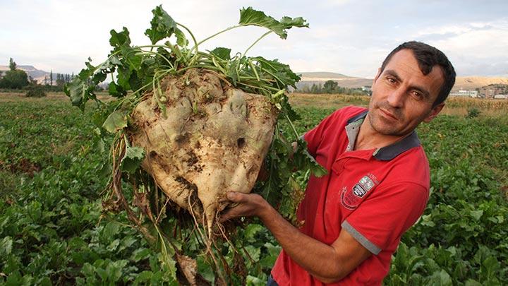 15 kilogramlk dev pancarlar grenleri artyor